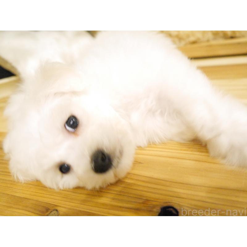 成約済の千葉県のビションフリーゼ-428578の3枚目