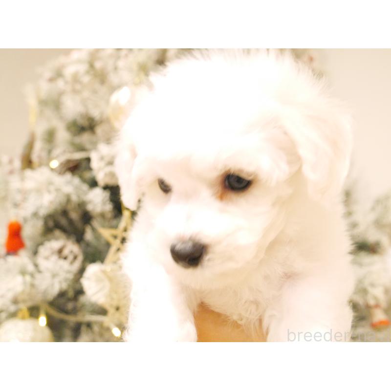 成約済の千葉県のビションフリーゼ-428578の2枚目