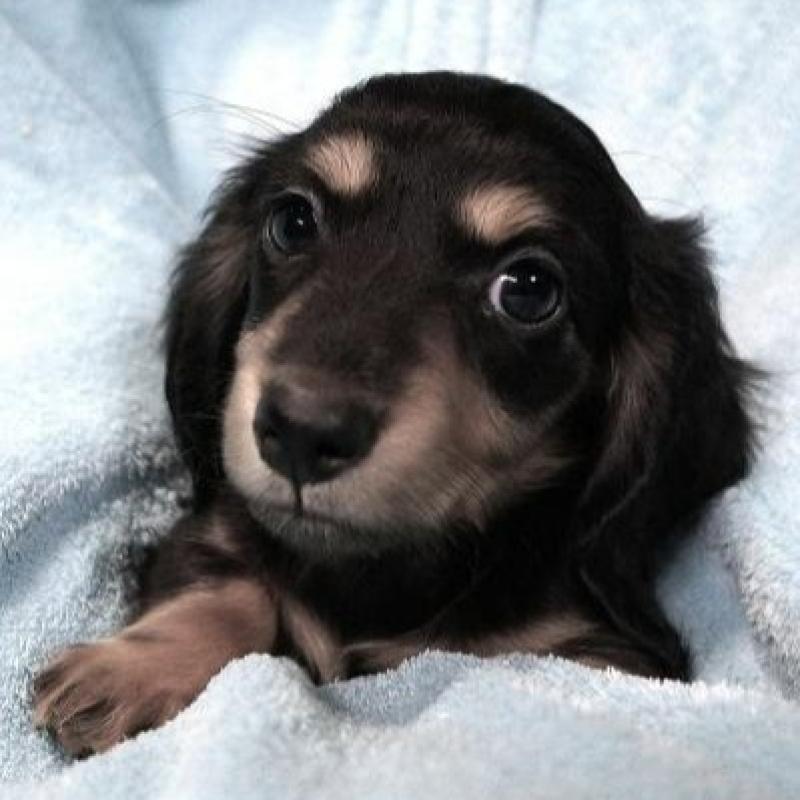 販売中の大阪府のミニチュアダックスフンド(ロングヘアード)-431933の1枚目