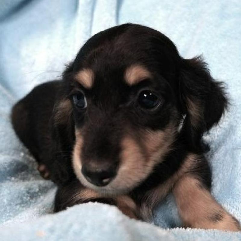 販売中の大阪府のミニチュアダックスフンド(ロングヘアード)-431933の4枚目