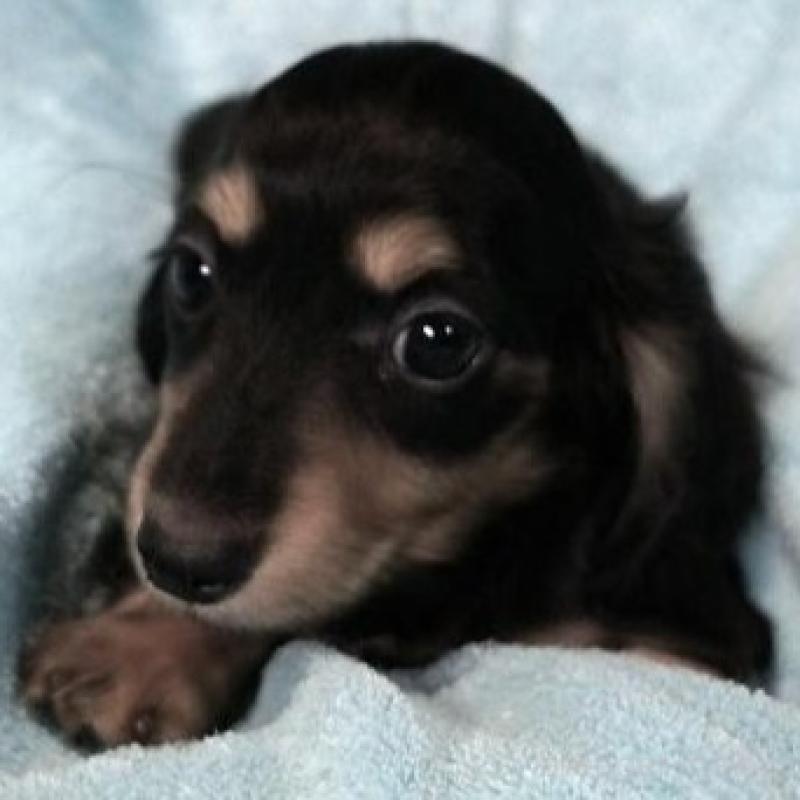 販売中の大阪府のミニチュアダックスフンド(ロングヘアード)-431933の3枚目