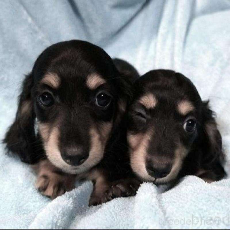 販売中の大阪府のミニチュアダックスフンド(ロングヘアード)-431933の2枚目