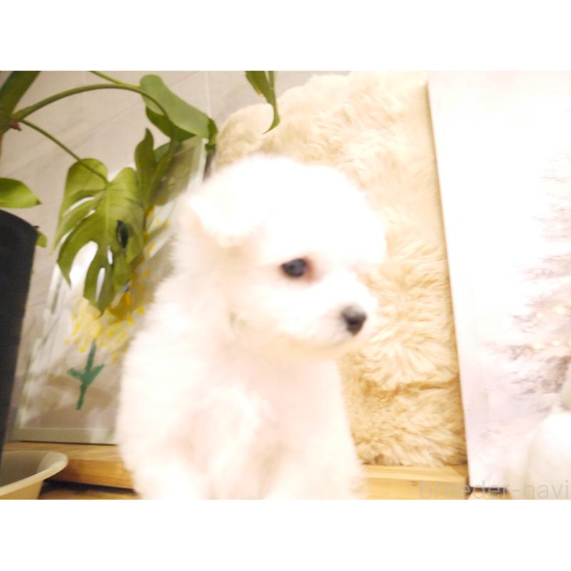 販売中の千葉県のビションフリーゼ-428580の6枚目