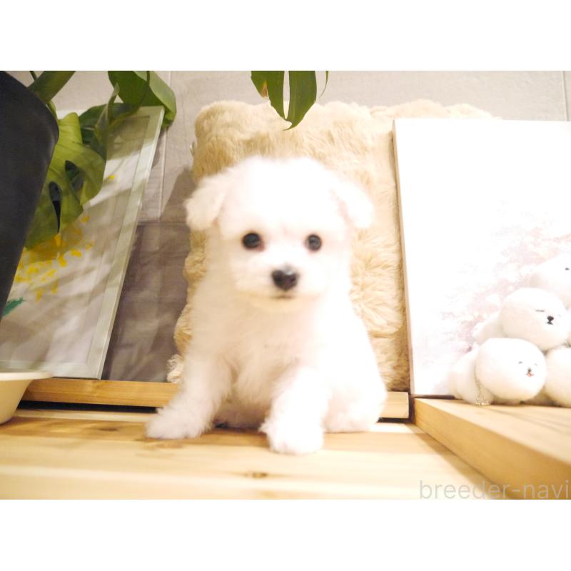 販売中の千葉県のビションフリーゼ-428580の5枚目