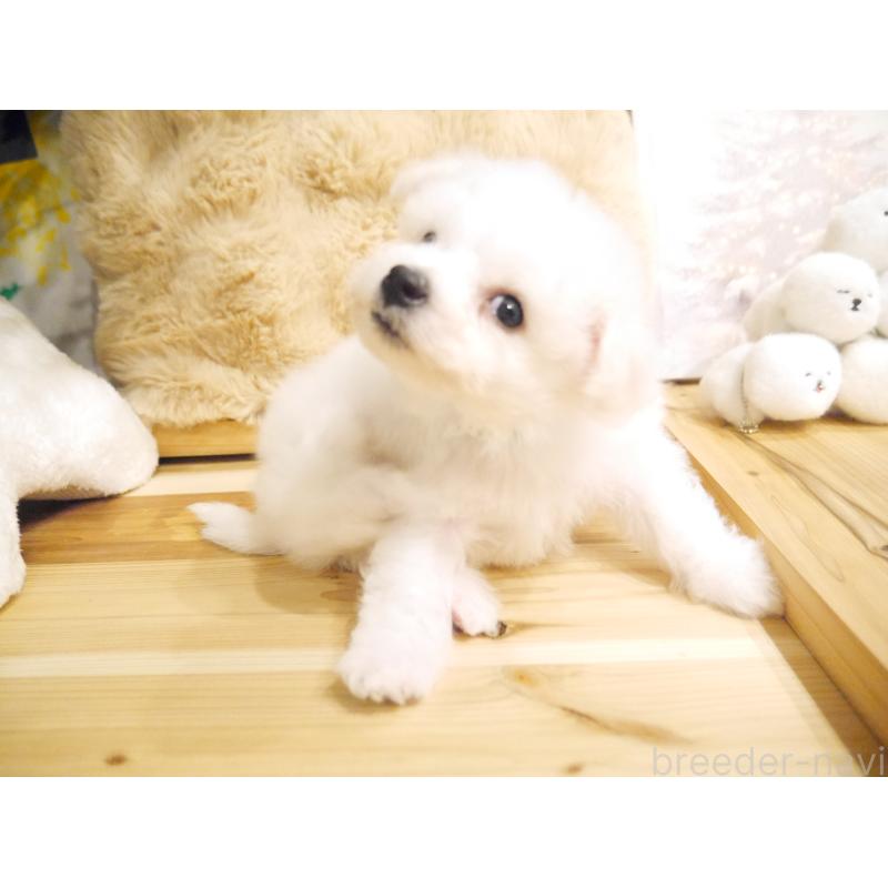 販売中の千葉県のビションフリーゼ-428580の4枚目