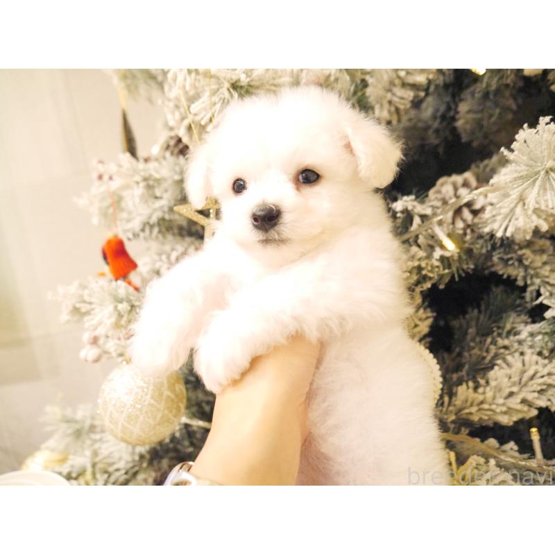 販売中の千葉県のビションフリーゼ-428580の3枚目