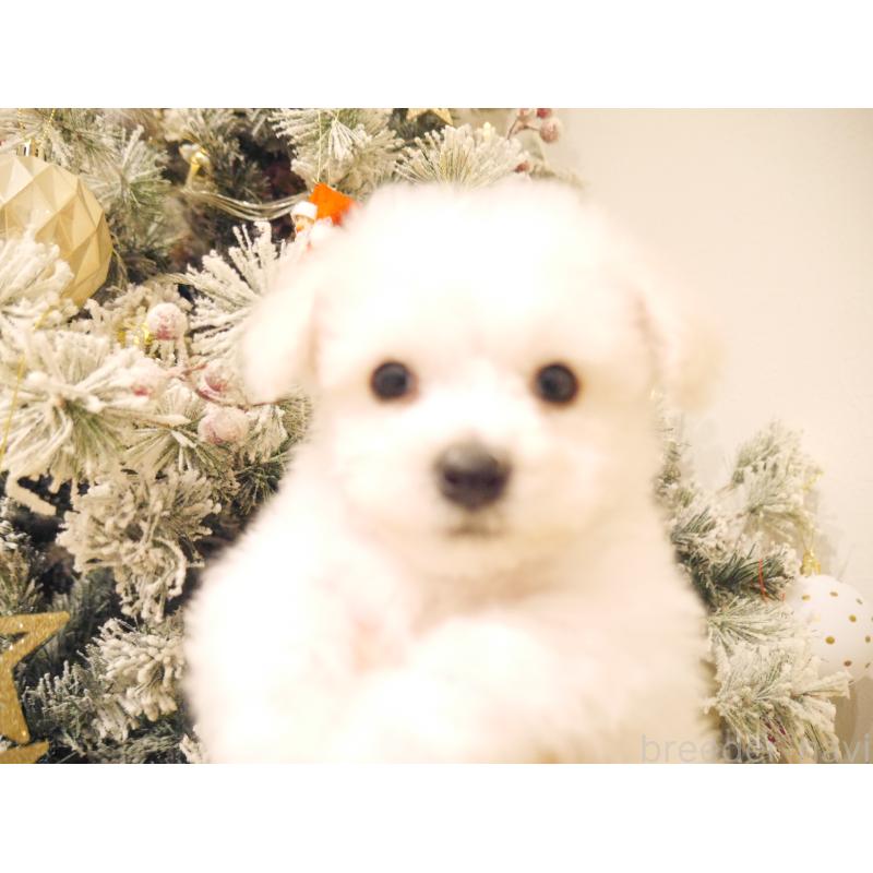 販売中の千葉県のビションフリーゼ-428580の2枚目