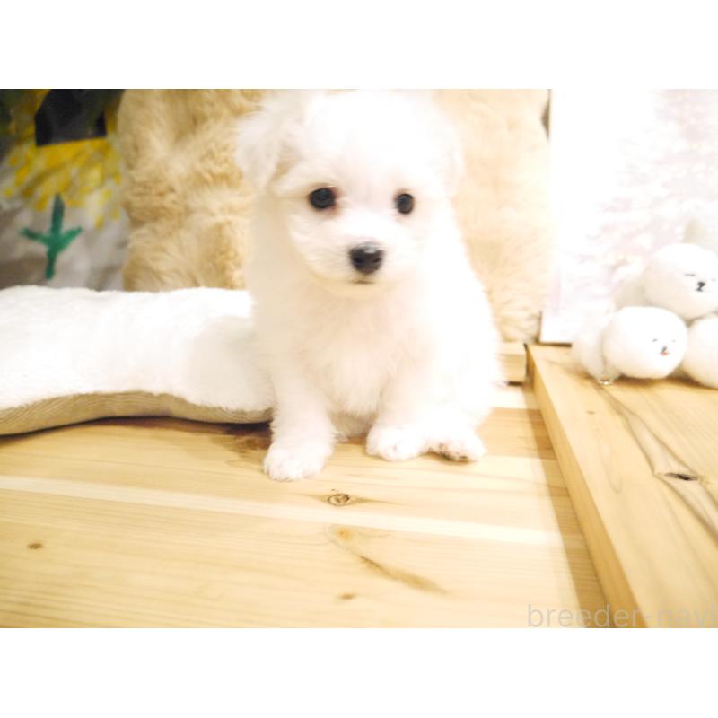 成約済の千葉県のビションフリーゼ-428588の10枚目