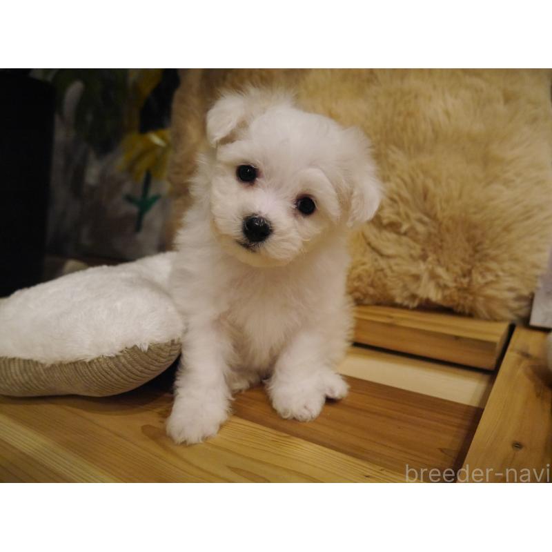 成約済の千葉県のビションフリーゼ-428588の9枚目