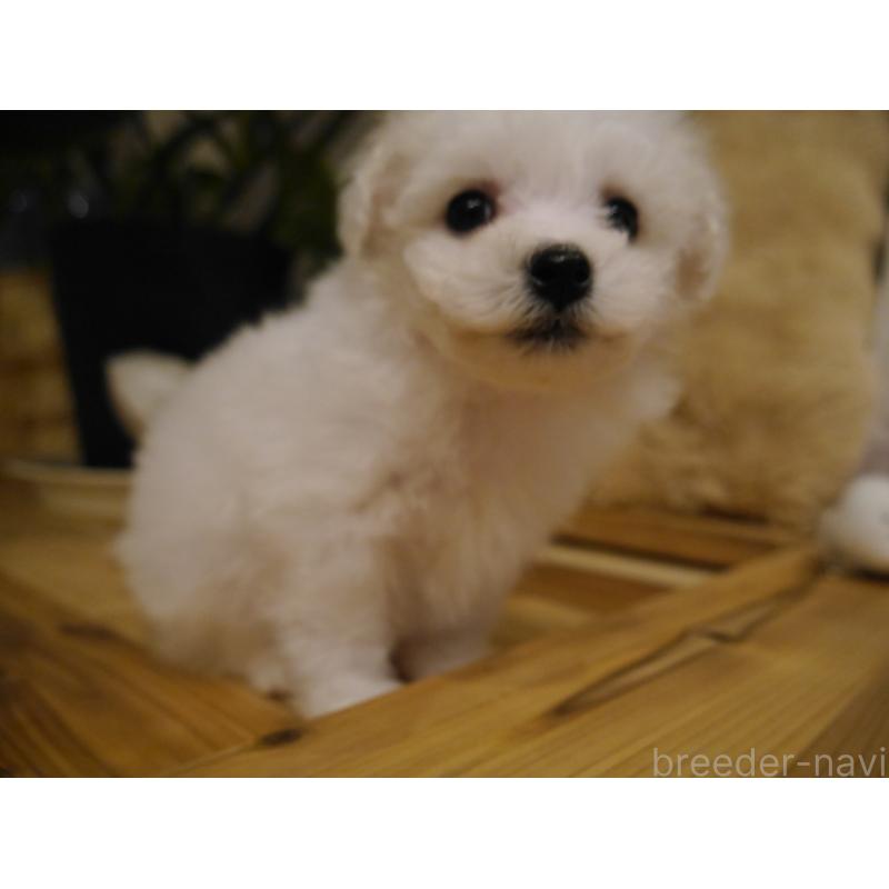 成約済の千葉県のビションフリーゼ-428588の8枚目