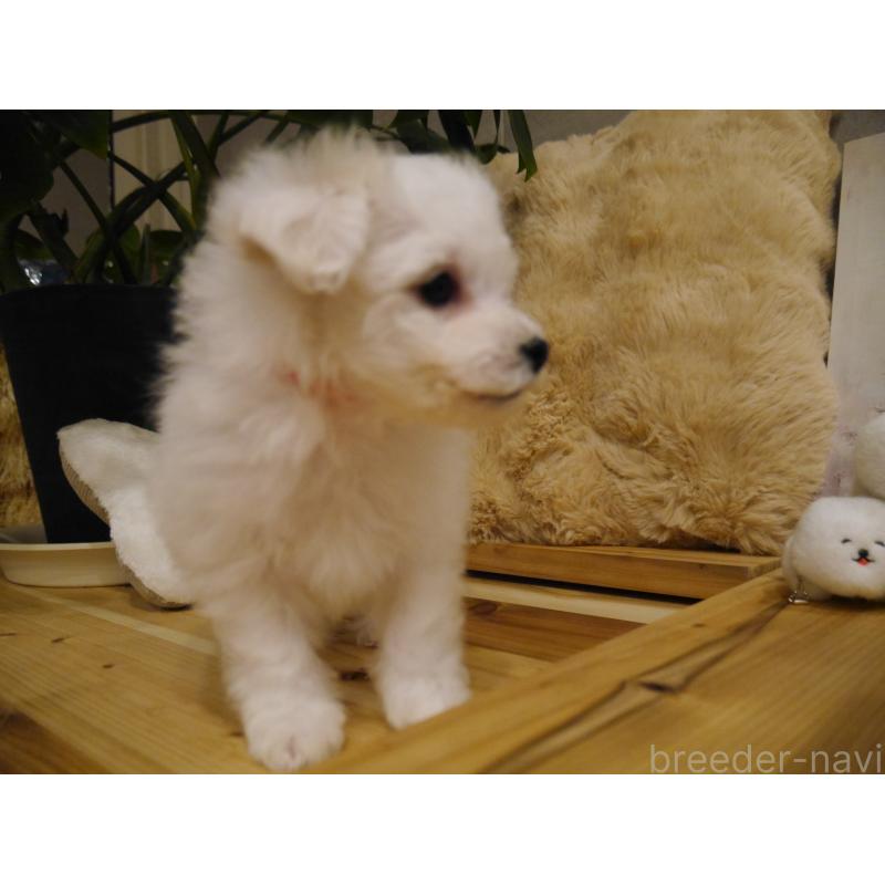 成約済の千葉県のビションフリーゼ-428588の7枚目