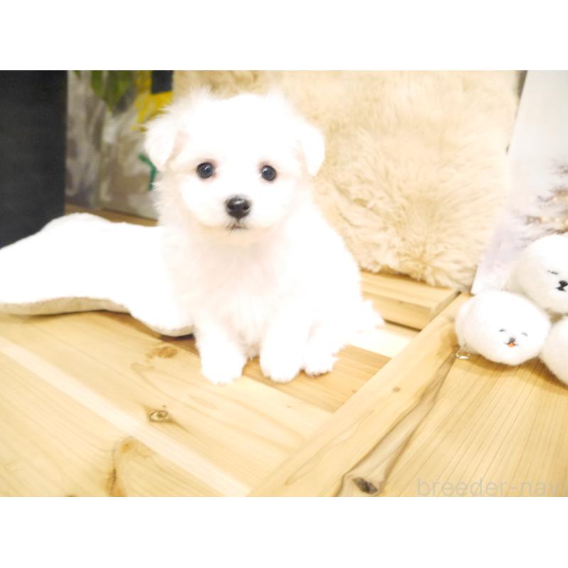 成約済の千葉県のビションフリーゼ-428588の6枚目