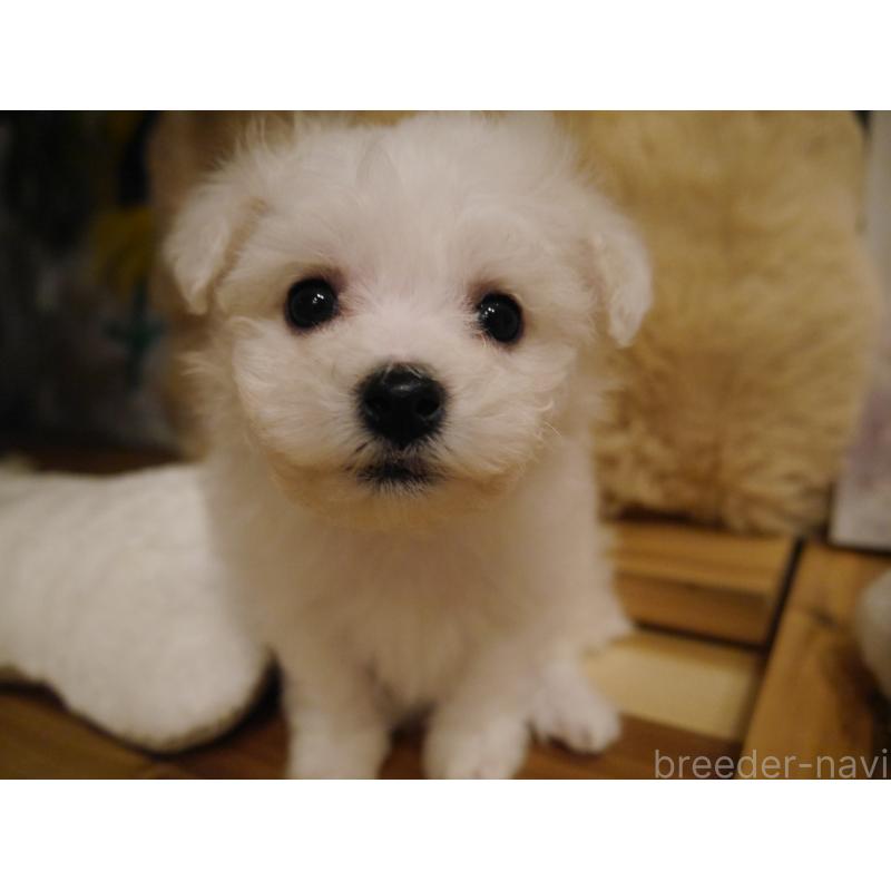 成約済の千葉県のビションフリーゼ-428588の5枚目