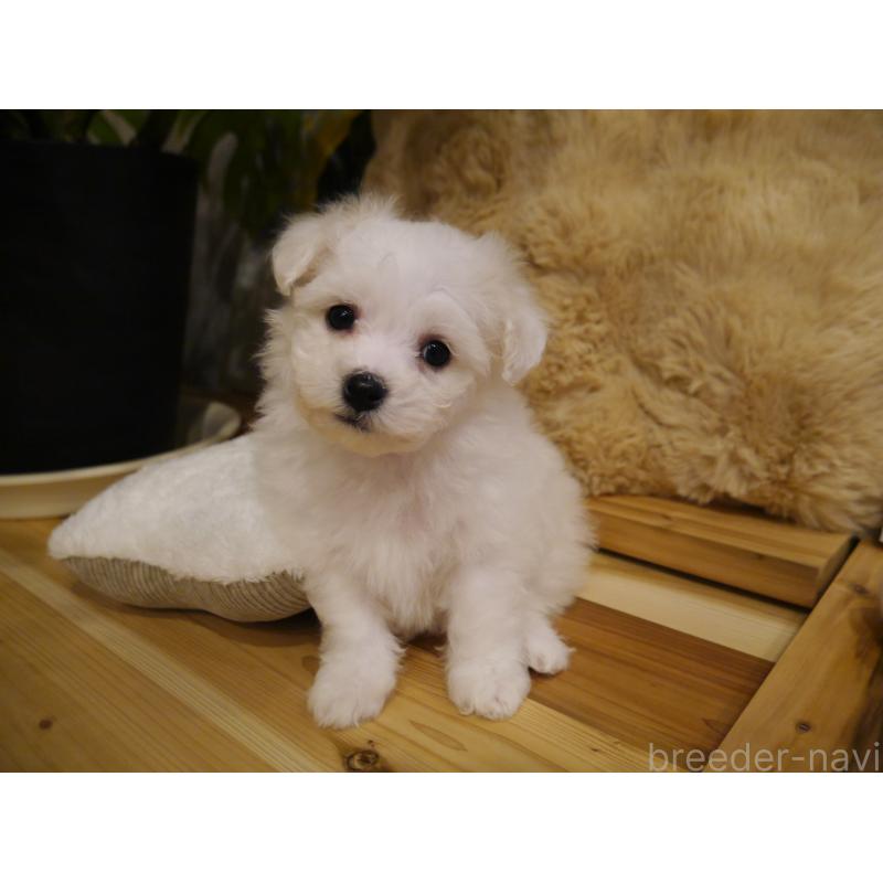 成約済の千葉県のビションフリーゼ-428588の4枚目