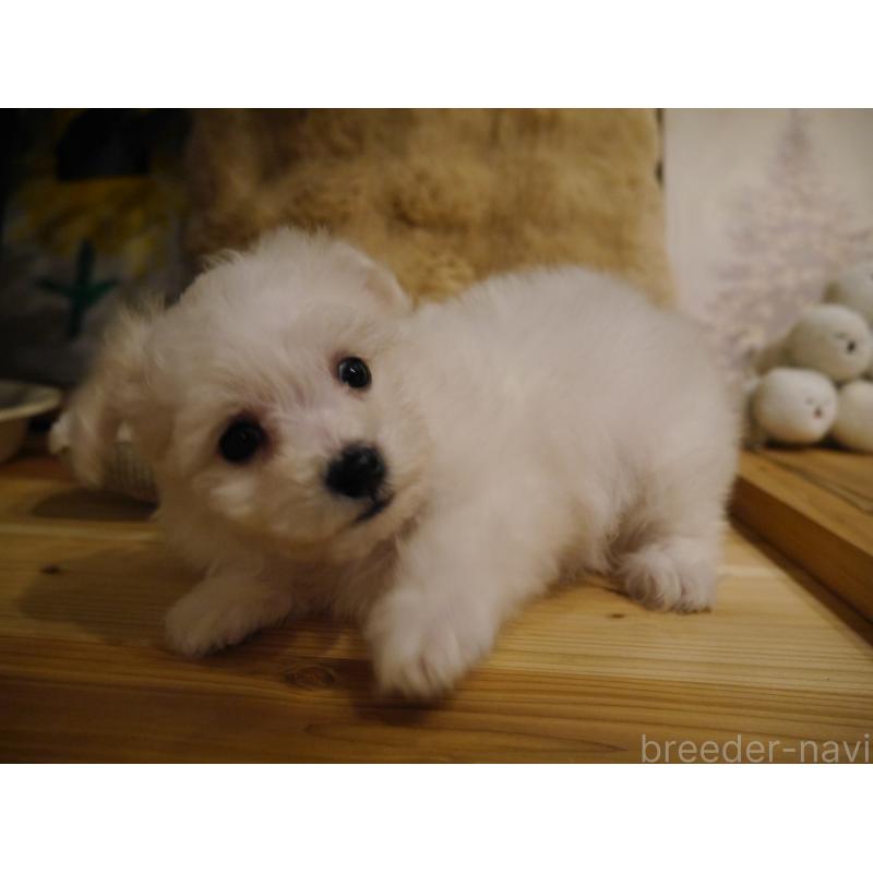 成約済の千葉県のビションフリーゼ-428588の3枚目