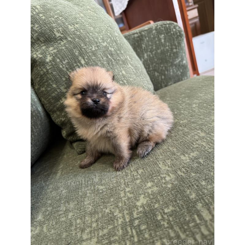 販売中の福岡県のポメラニアン-431934の6枚目