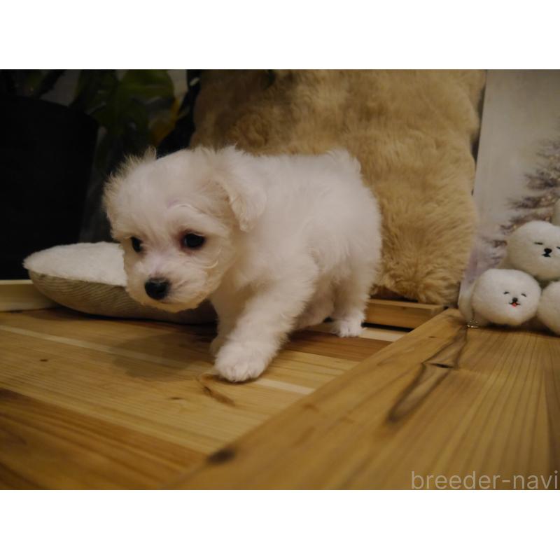 成約済の千葉県のビションフリーゼ-428588の2枚目