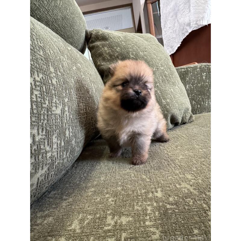 販売中の福岡県のポメラニアン-431934の5枚目