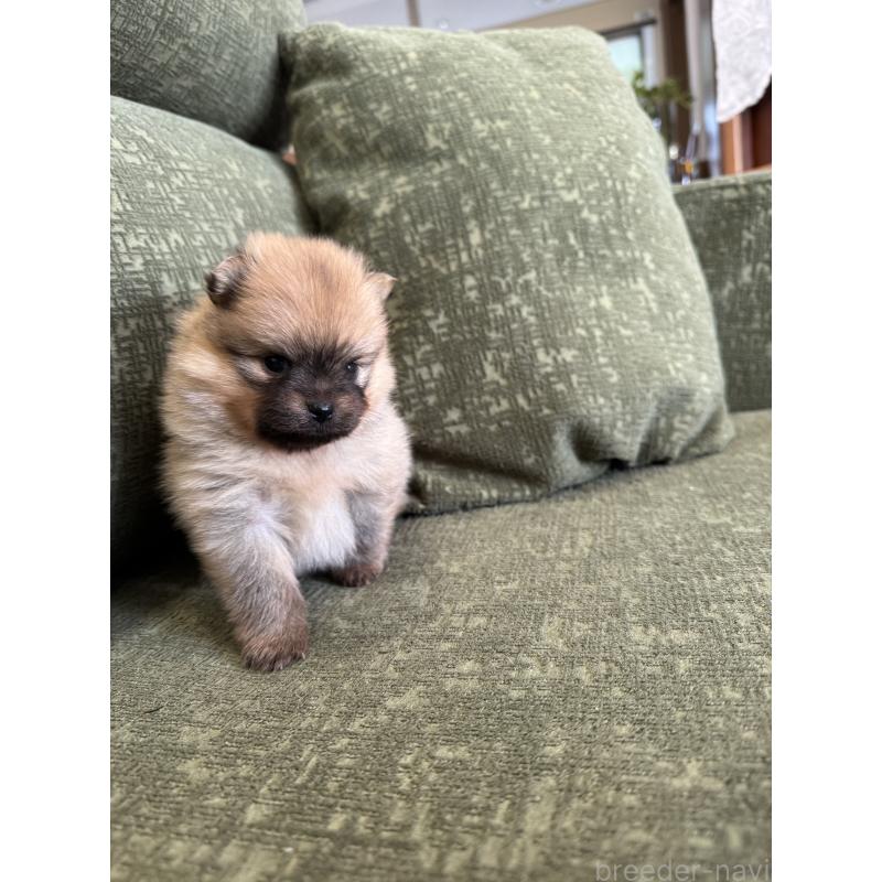 販売中の福岡県のポメラニアン-431934の4枚目