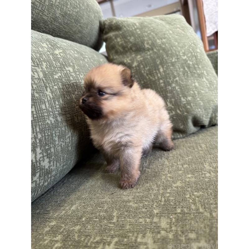 販売中の福岡県のポメラニアン-431934の3枚目