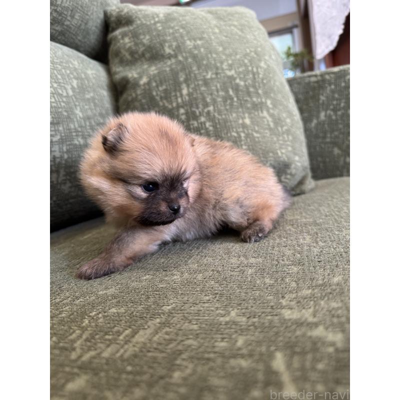 販売中の福岡県のポメラニアン-431934の2枚目