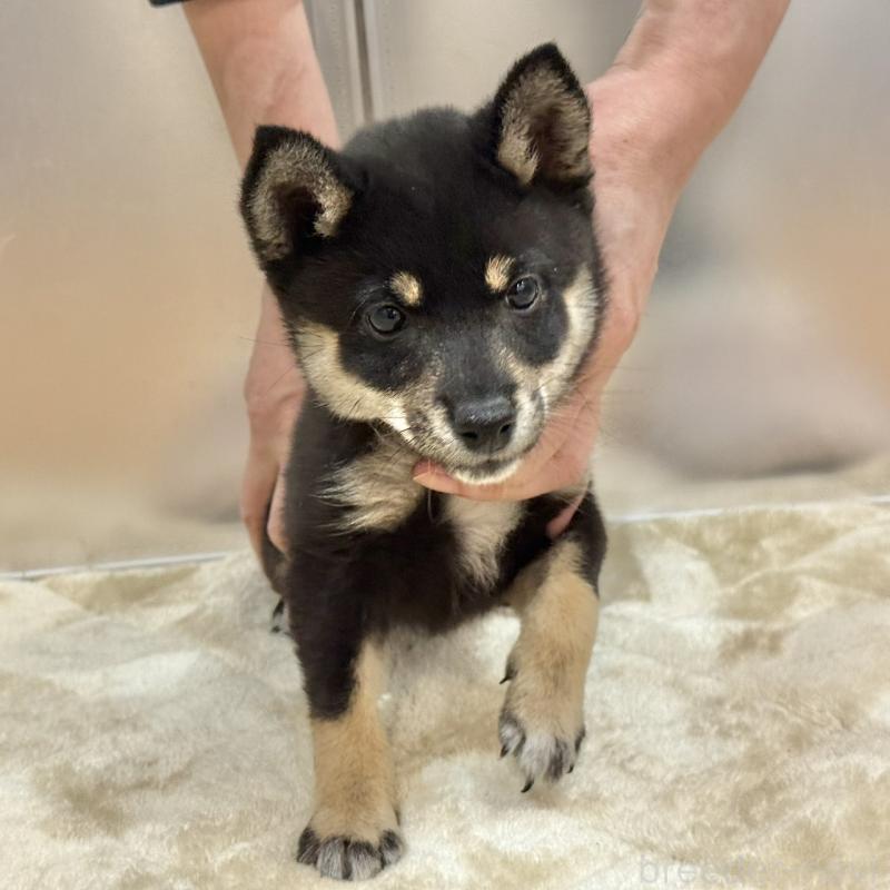 販売中の千葉県の豆柴-419826の1枚目