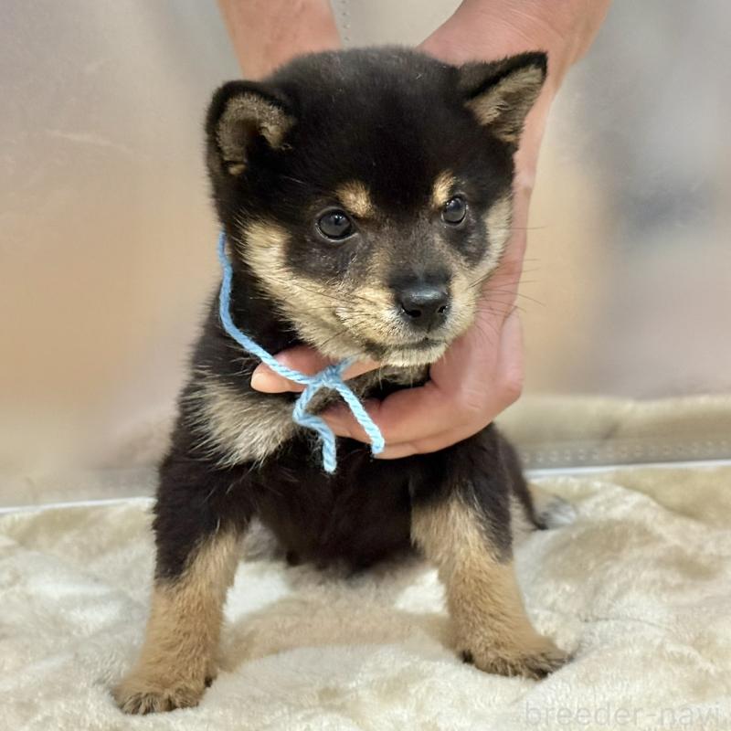 販売中の千葉県の豆柴-426356