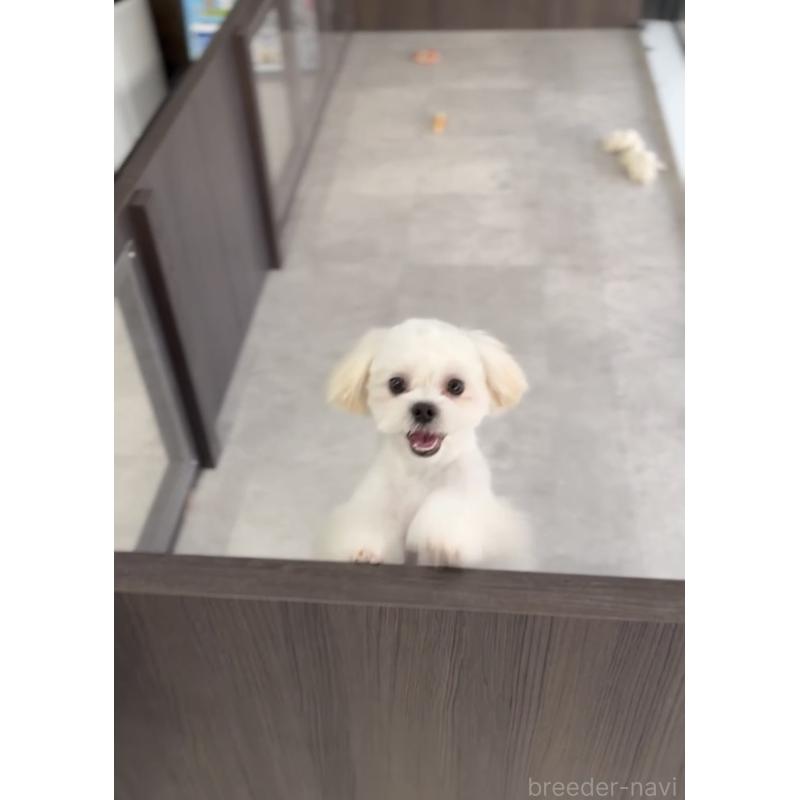 販売中の福岡県のミックス犬-403780の6枚目