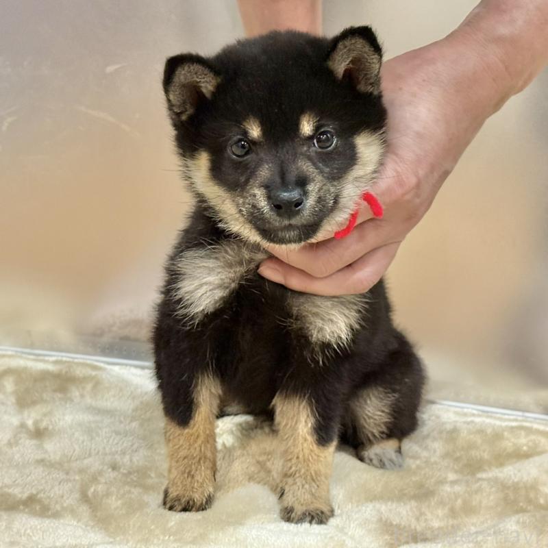 販売中の千葉県の豆柴-426359