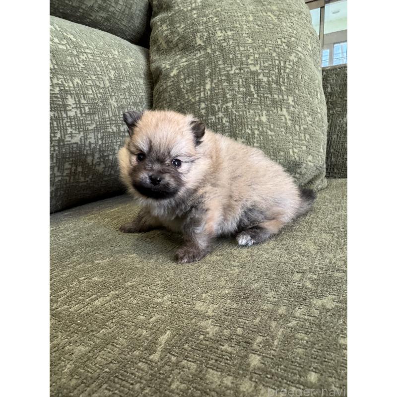 販売中の福岡県のポメラニアン-431935の4枚目