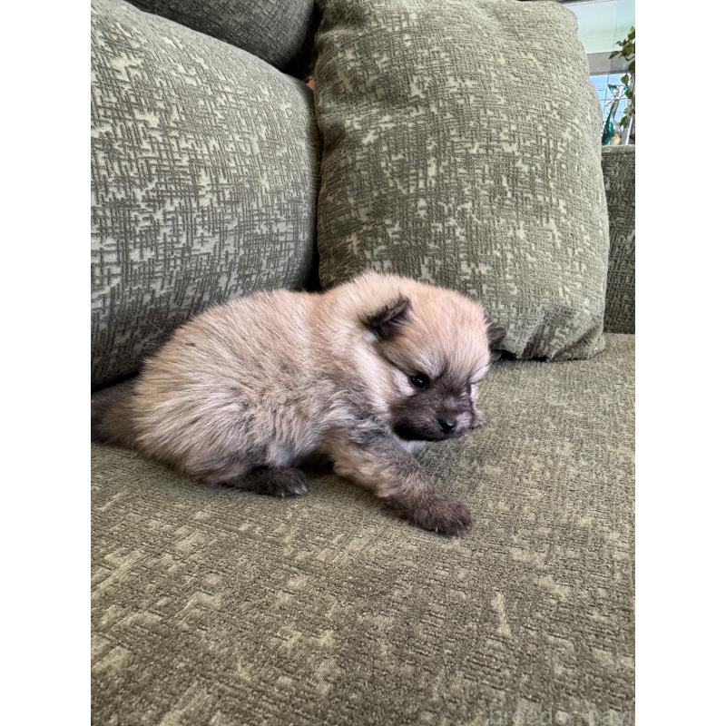 販売中の福岡県のポメラニアン-431935の3枚目