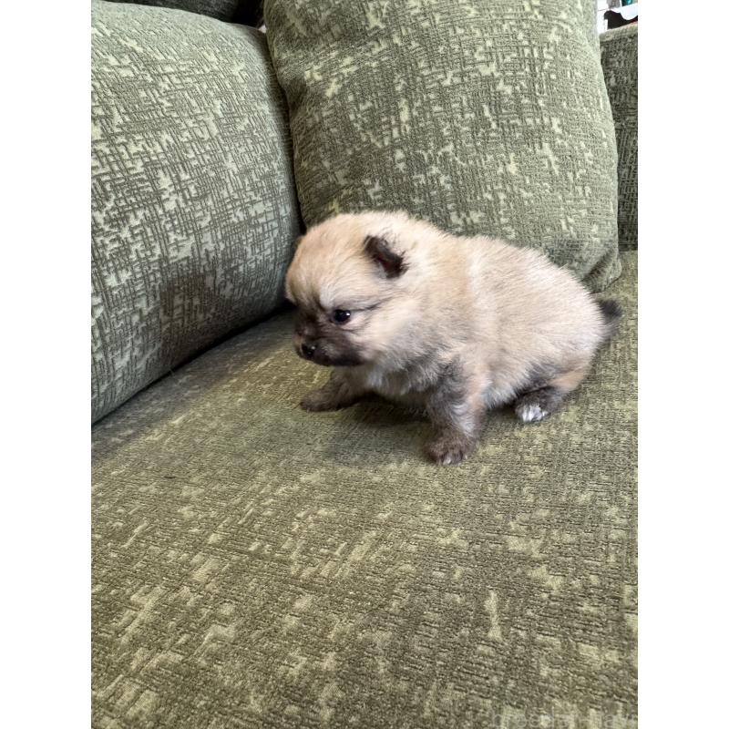 販売中の福岡県のポメラニアン-431935の2枚目