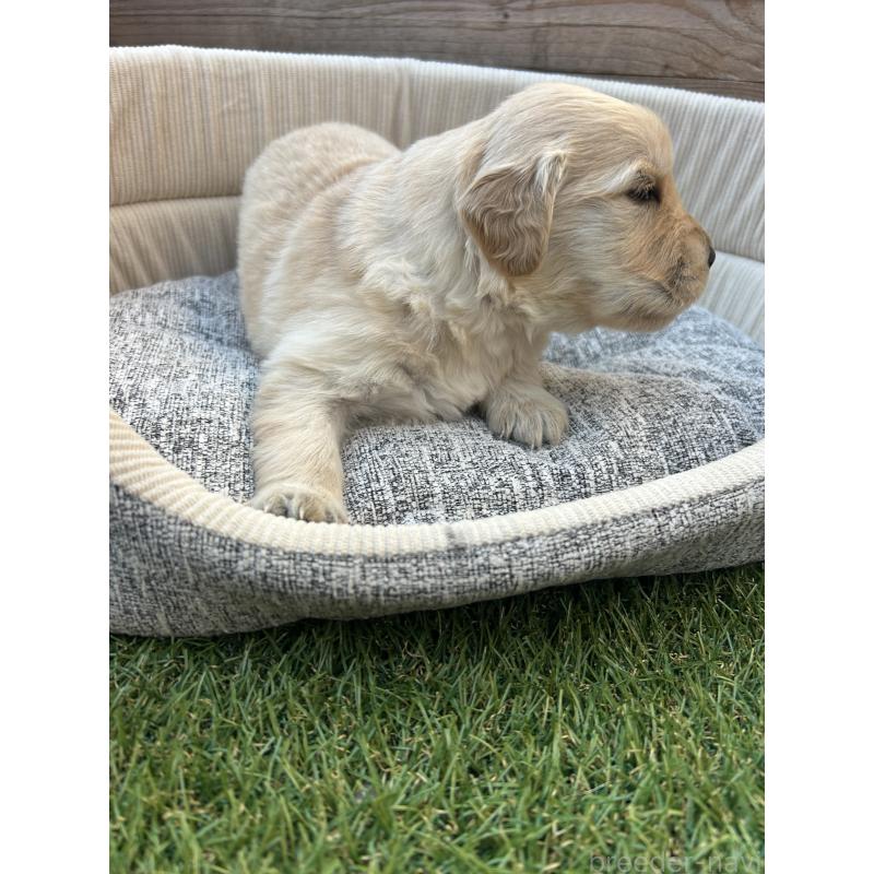 販売中の静岡県のゴールデンレトリーバー-431944の5枚目