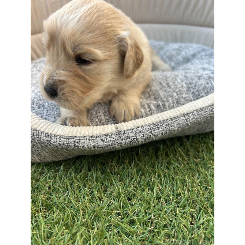 販売中の静岡県のゴールデンレトリーバー-431944の3枚目