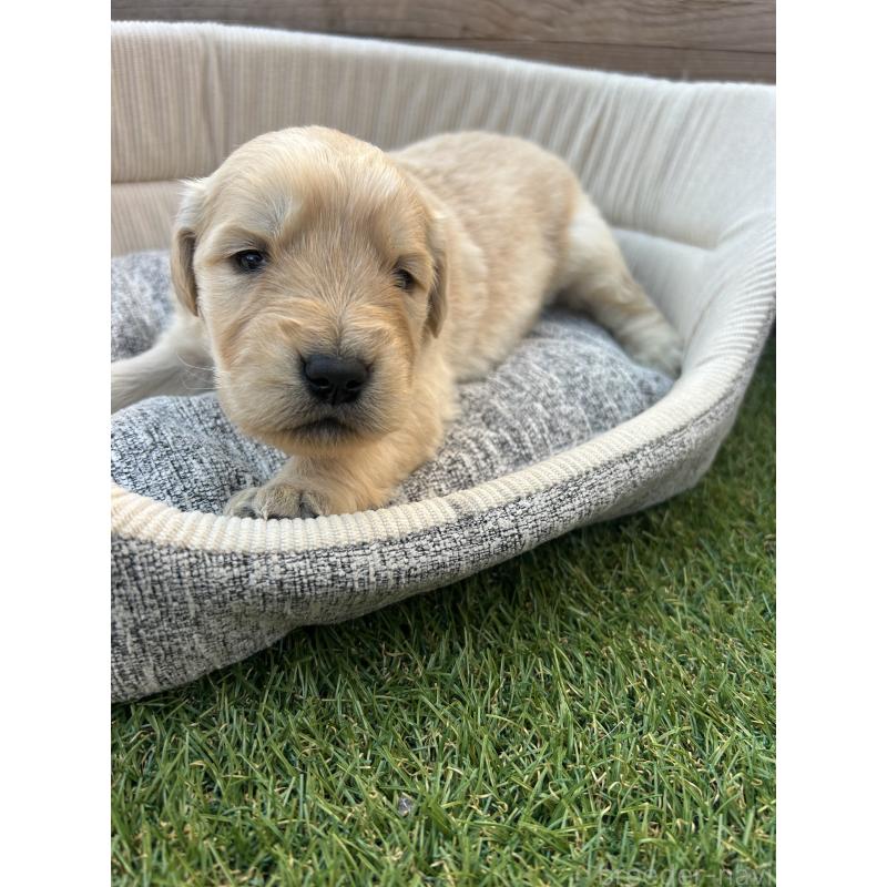 販売中の静岡県のゴールデンレトリーバー-431944の2枚目