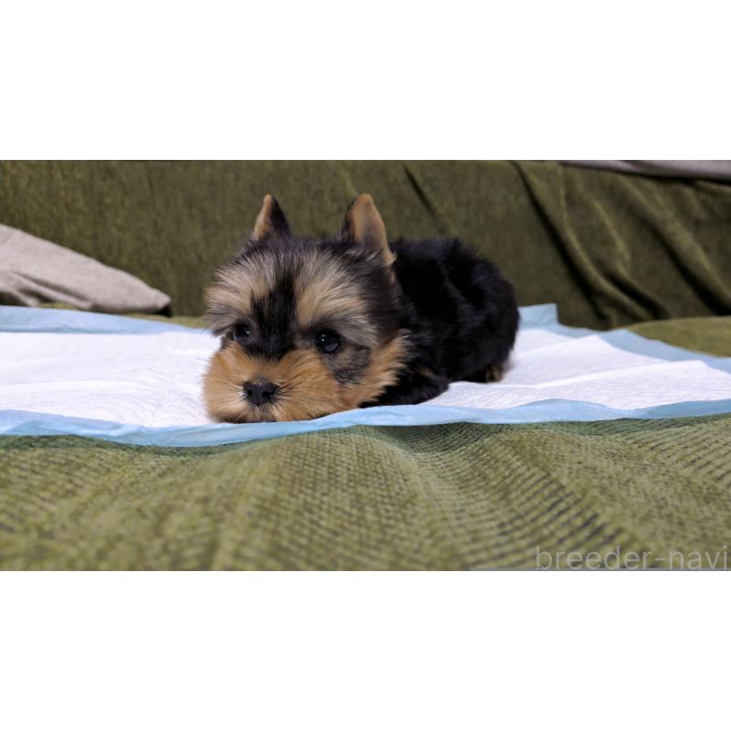 販売中の茨城県のヨークシャーテリア-431936の7枚目