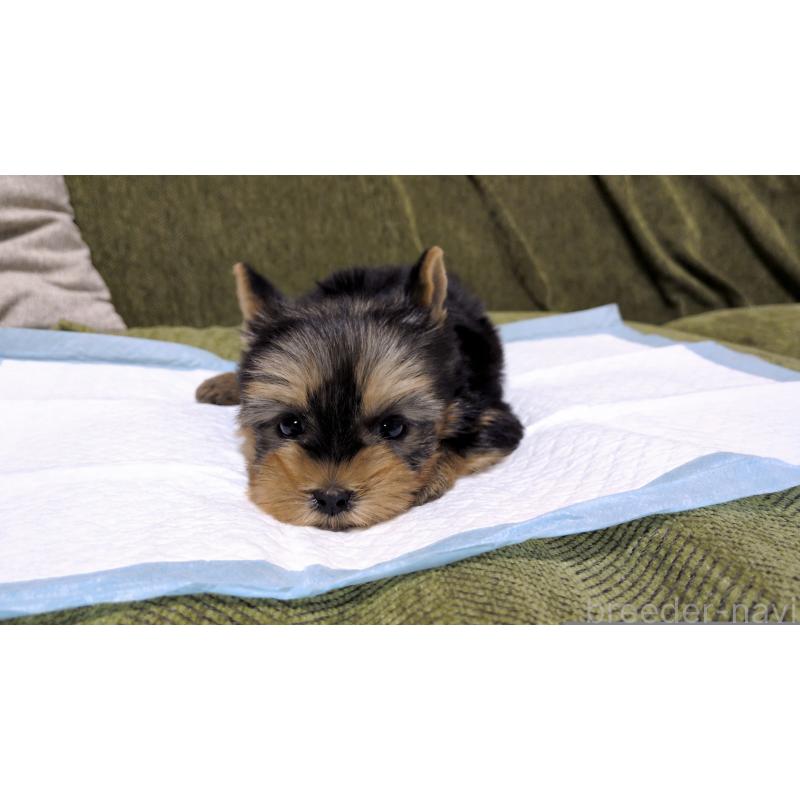 販売中の茨城県のヨークシャーテリア-431936の6枚目