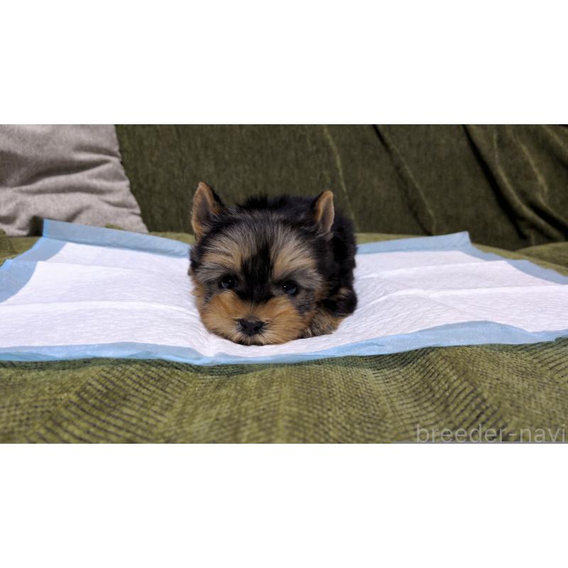 販売中の茨城県のヨークシャーテリア-431936の5枚目