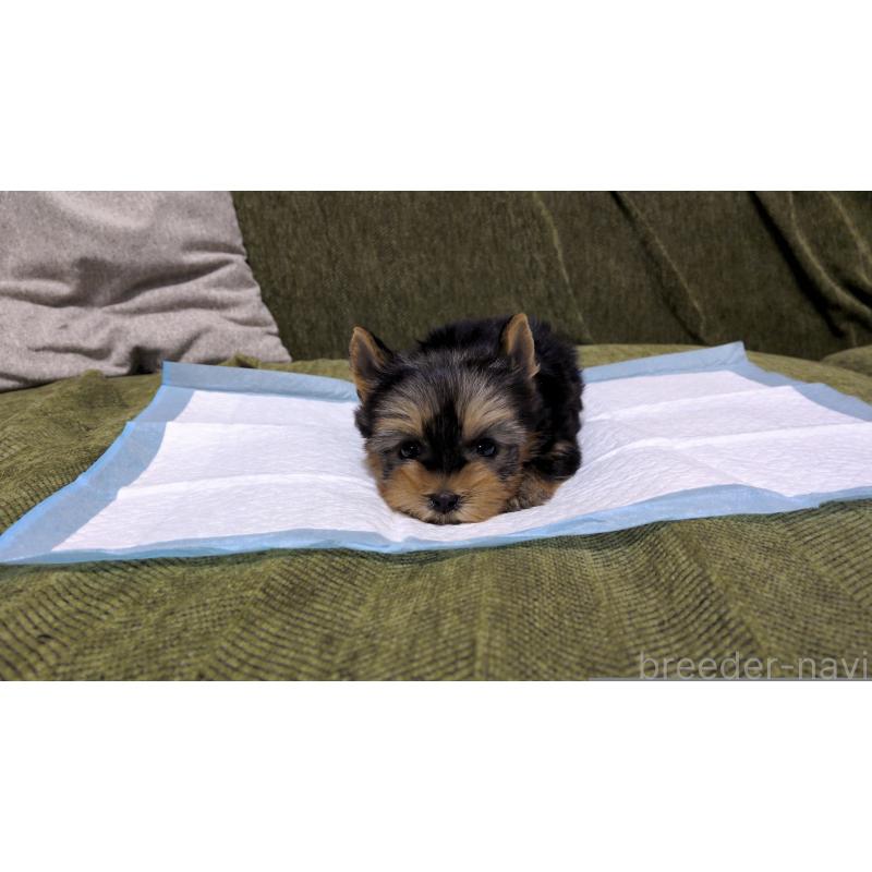 販売中の茨城県のヨークシャーテリア-431936の4枚目