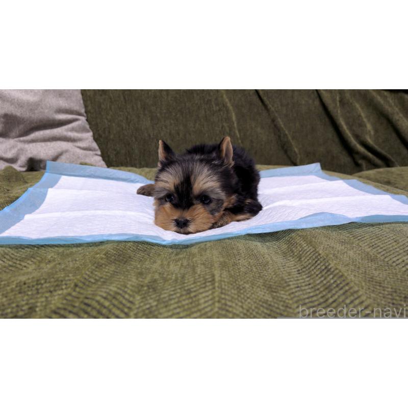 販売中の茨城県のヨークシャーテリア-431936の3枚目