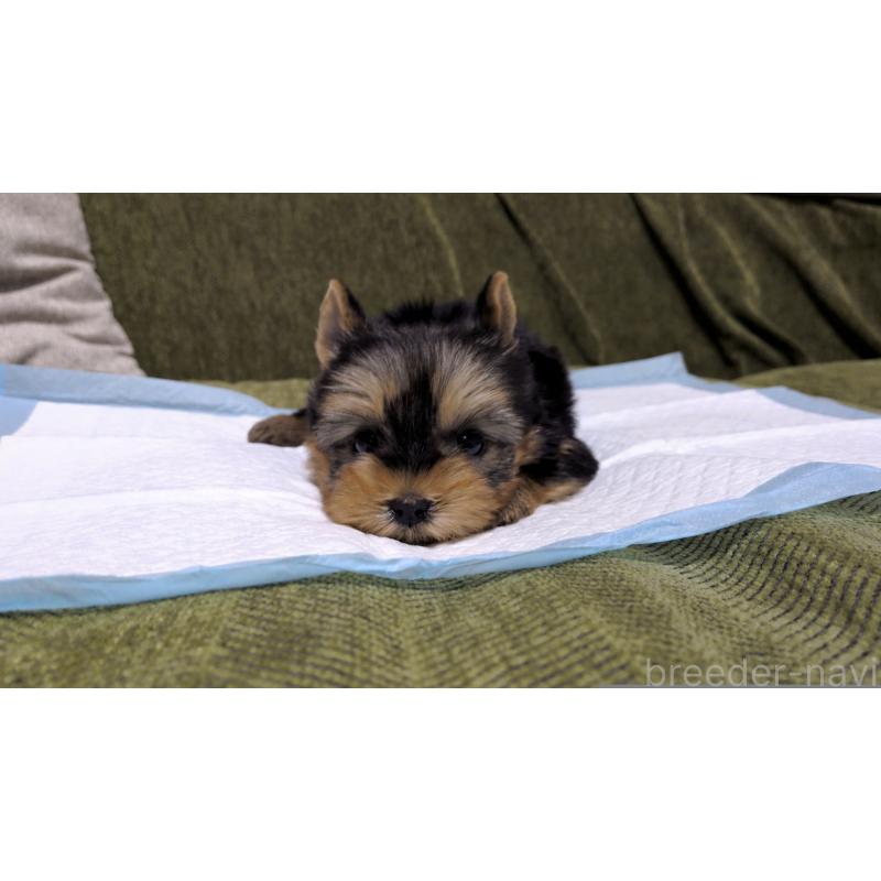 販売中の茨城県のヨークシャーテリア-431936の2枚目