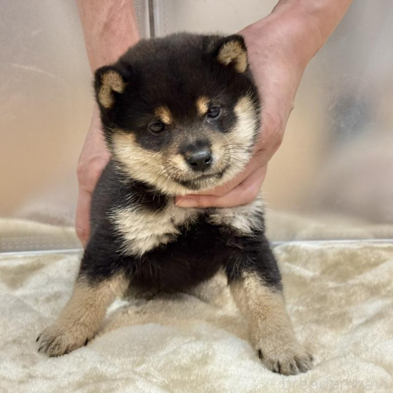 販売中のの豆柴-431937