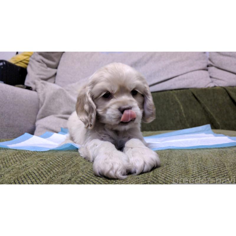 販売中の茨城県のアメリカンコッカースパニエル-431938の8枚目