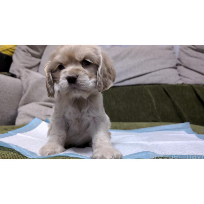 販売中の茨城県のアメリカンコッカースパニエル-431938の7枚目