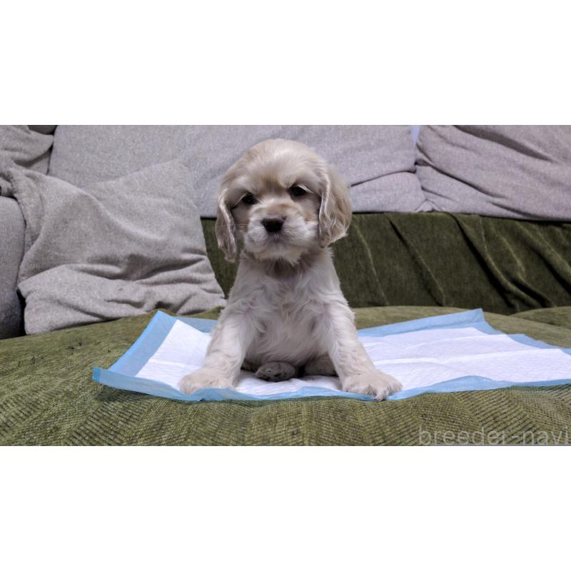 販売中の茨城県のアメリカンコッカースパニエル-431938の6枚目