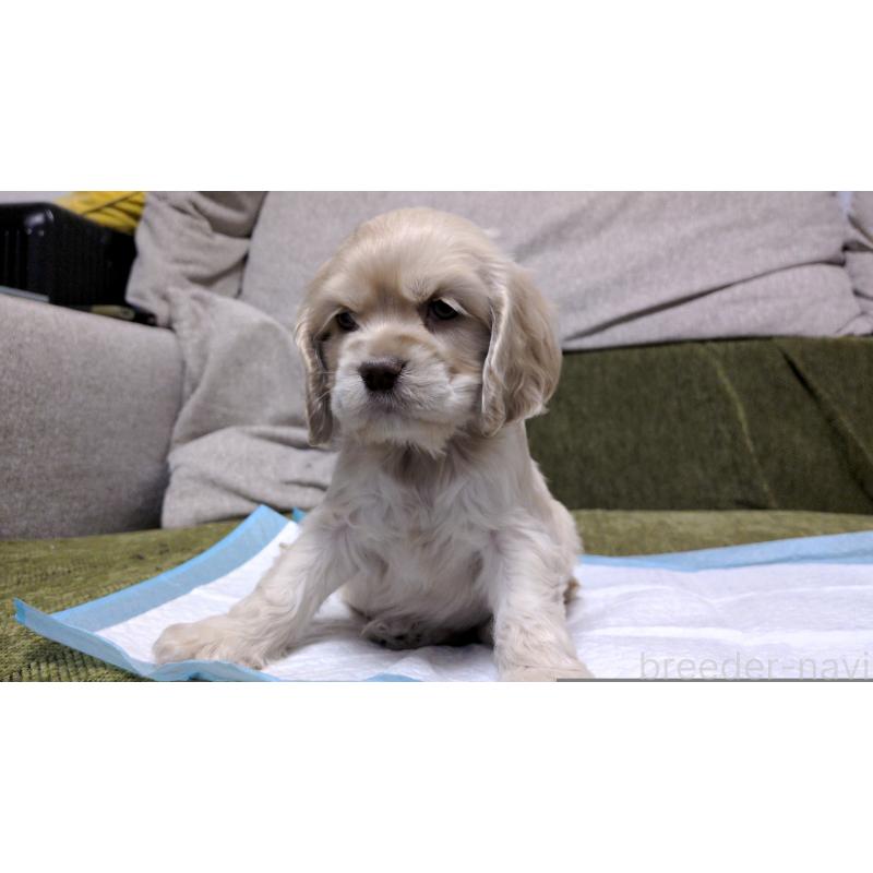 販売中の茨城県のアメリカンコッカースパニエル-431938の5枚目