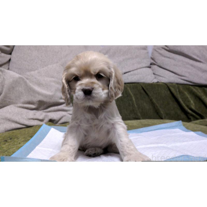 販売中の茨城県のアメリカンコッカースパニエル-431938の4枚目