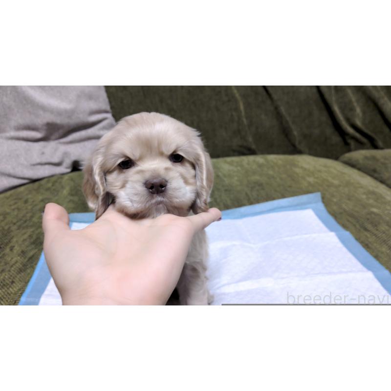 販売中の茨城県のアメリカンコッカースパニエル-431938の3枚目