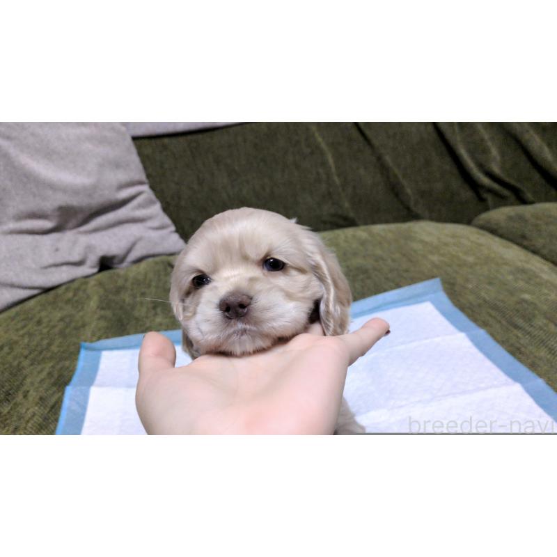 販売中の茨城県のアメリカンコッカースパニエル-431938の2枚目