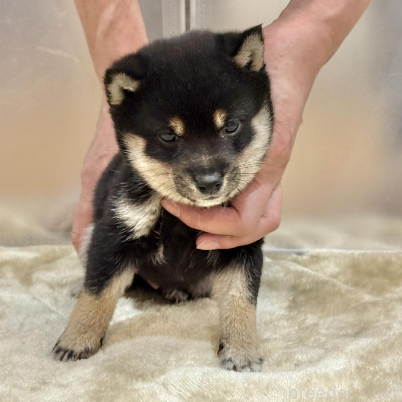 販売中の千葉県の豆柴-431939